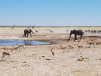 Tage Rundreise Namibia – Die Erlebnistour mit  Kalahari – Fish River-Canyon – Lüderitz – Namib – Swakopmund – Erongo Gebirge – Etosha Nationalpark – Windhoek (1595)