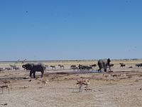 Tage Rundreise Namibia – Die Erlebnistour mit  Kalahari – Fish River-Canyon – Lüderitz – Namib – Swakopmund – Erongo Gebirge – Etosha Nationalpark – Windhoek (1596)