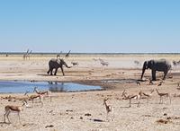 Tage Rundreise Namibia – Die Erlebnistour mit  Kalahari – Fish River-Canyon – Lüderitz – Namib – Swakopmund – Erongo Gebirge – Etosha Nationalpark – Windhoek (1597)