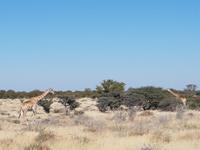 Tage Rundreise Namibia – Die Erlebnistour mit  Kalahari – Fish River-Canyon – Lüderitz – Namib – Swakopmund – Erongo Gebirge – Etosha Nationalpark – Windhoek (1598)