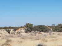 Tage Rundreise Namibia – Die Erlebnistour mit  Kalahari – Fish River-Canyon – Lüderitz – Namib – Swakopmund – Erongo Gebirge – Etosha Nationalpark – Windhoek (1600)