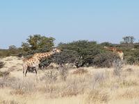 Tage Rundreise Namibia – Die Erlebnistour mit  Kalahari – Fish River-Canyon – Lüderitz – Namib – Swakopmund – Erongo Gebirge – Etosha Nationalpark – Windhoek (1601)
