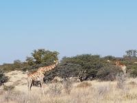 Tage Rundreise Namibia – Die Erlebnistour mit  Kalahari – Fish River-Canyon – Lüderitz – Namib – Swakopmund – Erongo Gebirge – Etosha Nationalpark – Windhoek (1602)