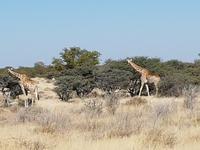 Tage Rundreise Namibia – Die Erlebnistour mit  Kalahari – Fish River-Canyon – Lüderitz – Namib – Swakopmund – Erongo Gebirge – Etosha Nationalpark – Windhoek (1603)
