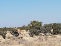 Tage Rundreise Namibia – Die Erlebnistour mit  Kalahari – Fish River-Canyon – Lüderitz – Namib – Swakopmund – Erongo Gebirge – Etosha Nationalpark – Windhoek (1604)