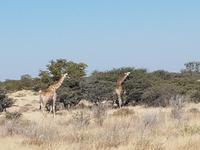 Tage Rundreise Namibia – Die Erlebnistour mit  Kalahari – Fish River-Canyon – Lüderitz – Namib – Swakopmund – Erongo Gebirge – Etosha Nationalpark – Windhoek (1605)