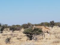 Tage Rundreise Namibia – Die Erlebnistour mit  Kalahari – Fish River-Canyon – Lüderitz – Namib – Swakopmund – Erongo Gebirge – Etosha Nationalpark – Windhoek (1606)