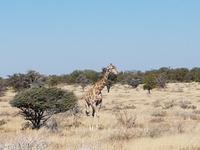 Tage Rundreise Namibia – Die Erlebnistour mit  Kalahari – Fish River-Canyon – Lüderitz – Namib – Swakopmund – Erongo Gebirge – Etosha Nationalpark – Windhoek (1608)