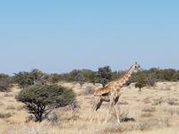 Tage Rundreise Namibia – Die Erlebnistour mit  Kalahari – Fish River-Canyon – Lüderitz – Namib – Swakopmund – Erongo Gebirge – Etosha Nationalpark – Windhoek (1610)