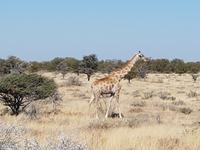Tage Rundreise Namibia – Die Erlebnistour mit  Kalahari – Fish River-Canyon – Lüderitz – Namib – Swakopmund – Erongo Gebirge – Etosha Nationalpark – Windhoek (1611)