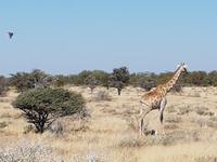 Tage Rundreise Namibia – Die Erlebnistour mit  Kalahari – Fish River-Canyon – Lüderitz – Namib – Swakopmund – Erongo Gebirge – Etosha Nationalpark – Windhoek (1612)