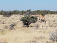 Tage Rundreise Namibia – Die Erlebnistour mit  Kalahari – Fish River-Canyon – Lüderitz – Namib – Swakopmund – Erongo Gebirge – Etosha Nationalpark – Windhoek (1613)