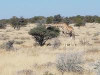 Tage Rundreise Namibia – Die Erlebnistour mit  Kalahari – Fish River-Canyon – Lüderitz – Namib – Swakopmund – Erongo Gebirge – Etosha Nationalpark – Windhoek (1614)