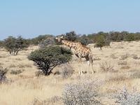 Tage Rundreise Namibia – Die Erlebnistour mit  Kalahari – Fish River-Canyon – Lüderitz – Namib – Swakopmund – Erongo Gebirge – Etosha Nationalpark – Windhoek (1615)