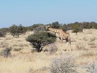 Tage Rundreise Namibia – Die Erlebnistour mit  Kalahari – Fish River-Canyon – Lüderitz – Namib – Swakopmund – Erongo Gebirge – Etosha Nationalpark – Windhoek (1616)