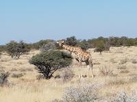 Tage Rundreise Namibia – Die Erlebnistour mit  Kalahari – Fish River-Canyon – Lüderitz – Namib – Swakopmund – Erongo Gebirge – Etosha Nationalpark – Windhoek (1617)