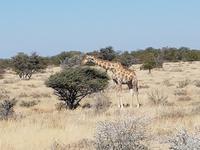 Tage Rundreise Namibia – Die Erlebnistour mit  Kalahari – Fish River-Canyon – Lüderitz – Namib – Swakopmund – Erongo Gebirge – Etosha Nationalpark – Windhoek (1618)