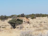 Tage Rundreise Namibia – Die Erlebnistour mit  Kalahari – Fish River-Canyon – Lüderitz – Namib – Swakopmund – Erongo Gebirge – Etosha Nationalpark – Windhoek (1619)