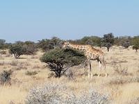 Tage Rundreise Namibia – Die Erlebnistour mit  Kalahari – Fish River-Canyon – Lüderitz – Namib – Swakopmund – Erongo Gebirge – Etosha Nationalpark – Windhoek (1620)