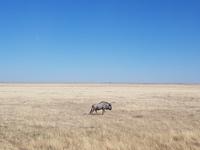 Tage Rundreise Namibia – Die Erlebnistour mit  Kalahari – Fish River-Canyon – Lüderitz – Namib – Swakopmund – Erongo Gebirge – Etosha Nationalpark – Windhoek (1621)