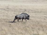 Tage Rundreise Namibia – Die Erlebnistour mit  Kalahari – Fish River-Canyon – Lüderitz – Namib – Swakopmund – Erongo Gebirge – Etosha Nationalpark – Windhoek (1623)