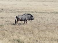 Tage Rundreise Namibia – Die Erlebnistour mit  Kalahari – Fish River-Canyon – Lüderitz – Namib – Swakopmund – Erongo Gebirge – Etosha Nationalpark – Windhoek (1624)