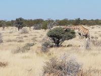 Tage Rundreise Namibia – Die Erlebnistour mit  Kalahari – Fish River-Canyon – Lüderitz – Namib – Swakopmund – Erongo Gebirge – Etosha Nationalpark – Windhoek (1625)