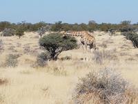 Tage Rundreise Namibia – Die Erlebnistour mit  Kalahari – Fish River-Canyon – Lüderitz – Namib – Swakopmund – Erongo Gebirge – Etosha Nationalpark – Windhoek (1626)