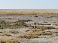 Tage Rundreise Namibia – Die Erlebnistour mit  Kalahari – Fish River-Canyon – Lüderitz – Namib – Swakopmund – Erongo Gebirge – Etosha Nationalpark – Windhoek (1629)