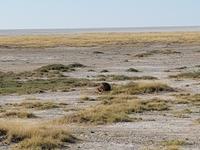 Tage Rundreise Namibia – Die Erlebnistour mit  Kalahari – Fish River-Canyon – Lüderitz – Namib – Swakopmund – Erongo Gebirge – Etosha Nationalpark – Windhoek (1631)