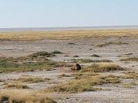 Tage Rundreise Namibia – Die Erlebnistour mit  Kalahari – Fish River-Canyon – Lüderitz – Namib – Swakopmund – Erongo Gebirge – Etosha Nationalpark – Windhoek (1632)