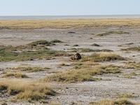 Tage Rundreise Namibia – Die Erlebnistour mit  Kalahari – Fish River-Canyon – Lüderitz – Namib – Swakopmund – Erongo Gebirge – Etosha Nationalpark – Windhoek (1634)