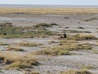 Tage Rundreise Namibia – Die Erlebnistour mit  Kalahari – Fish River-Canyon – Lüderitz – Namib – Swakopmund – Erongo Gebirge – Etosha Nationalpark – Windhoek (1640)