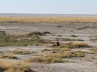 Tage Rundreise Namibia – Die Erlebnistour mit  Kalahari – Fish River-Canyon – Lüderitz – Namib – Swakopmund – Erongo Gebirge – Etosha Nationalpark – Windhoek (1642)