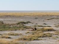 Tage Rundreise Namibia – Die Erlebnistour mit  Kalahari – Fish River-Canyon – Lüderitz – Namib – Swakopmund – Erongo Gebirge – Etosha Nationalpark – Windhoek (1643)