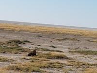 Tage Rundreise Namibia – Die Erlebnistour mit  Kalahari – Fish River-Canyon – Lüderitz – Namib – Swakopmund – Erongo Gebirge – Etosha Nationalpark – Windhoek (1647)