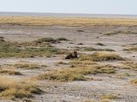 Tage Rundreise Namibia – Die Erlebnistour mit  Kalahari – Fish River-Canyon – Lüderitz – Namib – Swakopmund – Erongo Gebirge – Etosha Nationalpark – Windhoek (1649)