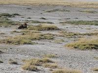 Tage Rundreise Namibia – Die Erlebnistour mit  Kalahari – Fish River-Canyon – Lüderitz – Namib – Swakopmund – Erongo Gebirge – Etosha Nationalpark – Windhoek (1650)