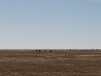 Tage Rundreise Namibia – Die Erlebnistour mit  Kalahari – Fish River-Canyon – Lüderitz – Namib – Swakopmund – Erongo Gebirge – Etosha Nationalpark – Windhoek (1653)