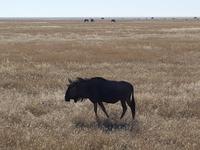 Tage Rundreise Namibia – Die Erlebnistour mit  Kalahari – Fish River-Canyon – Lüderitz – Namib – Swakopmund – Erongo Gebirge – Etosha Nationalpark – Windhoek (1654)
