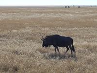 Tage Rundreise Namibia – Die Erlebnistour mit  Kalahari – Fish River-Canyon – Lüderitz – Namib – Swakopmund – Erongo Gebirge – Etosha Nationalpark – Windhoek (1655)