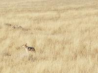 Tage Rundreise Namibia – Die Erlebnistour mit  Kalahari – Fish River-Canyon – Lüderitz – Namib – Swakopmund – Erongo Gebirge – Etosha Nationalpark – Windhoek (1656)