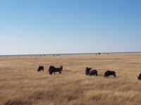 Tage Rundreise Namibia – Die Erlebnistour mit  Kalahari – Fish River-Canyon – Lüderitz – Namib – Swakopmund – Erongo Gebirge – Etosha Nationalpark – Windhoek (1661)