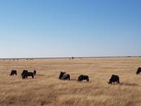 Tage Rundreise Namibia – Die Erlebnistour mit  Kalahari – Fish River-Canyon – Lüderitz – Namib – Swakopmund – Erongo Gebirge – Etosha Nationalpark – Windhoek (1662)