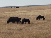 Tage Rundreise Namibia – Die Erlebnistour mit  Kalahari – Fish River-Canyon – Lüderitz – Namib – Swakopmund – Erongo Gebirge – Etosha Nationalpark – Windhoek (1664)