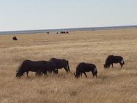 Tage Rundreise Namibia – Die Erlebnistour mit  Kalahari – Fish River-Canyon – Lüderitz – Namib – Swakopmund – Erongo Gebirge – Etosha Nationalpark – Windhoek (1665)