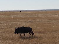 Tage Rundreise Namibia – Die Erlebnistour mit  Kalahari – Fish River-Canyon – Lüderitz – Namib – Swakopmund – Erongo Gebirge – Etosha Nationalpark – Windhoek (1666)