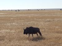 Tage Rundreise Namibia – Die Erlebnistour mit  Kalahari – Fish River-Canyon – Lüderitz – Namib – Swakopmund – Erongo Gebirge – Etosha Nationalpark – Windhoek (1667)