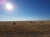 Tage Rundreise Namibia – Die Erlebnistour mit  Kalahari – Fish River-Canyon – Lüderitz – Namib – Swakopmund – Erongo Gebirge – Etosha Nationalpark – Windhoek (1669)