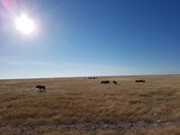 Tage Rundreise Namibia – Die Erlebnistour mit  Kalahari – Fish River-Canyon – Lüderitz – Namib – Swakopmund – Erongo Gebirge – Etosha Nationalpark – Windhoek (1670)